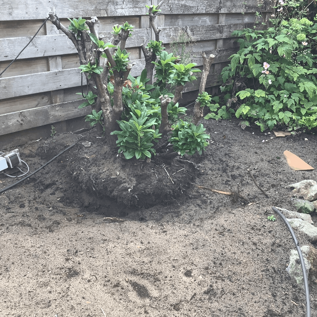Foto bij klus: Rhododendron uitgraven en afvoeren in Blaricum